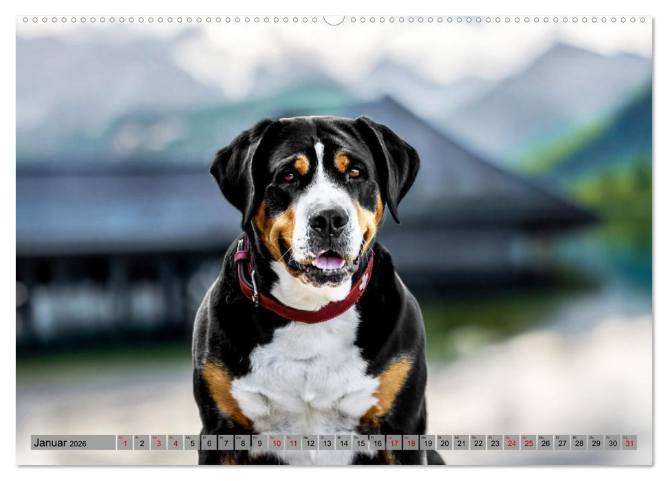 Große Schweizer - Gigantische Sennenhunde (CALVENDO Premium Wandkalender 2026)