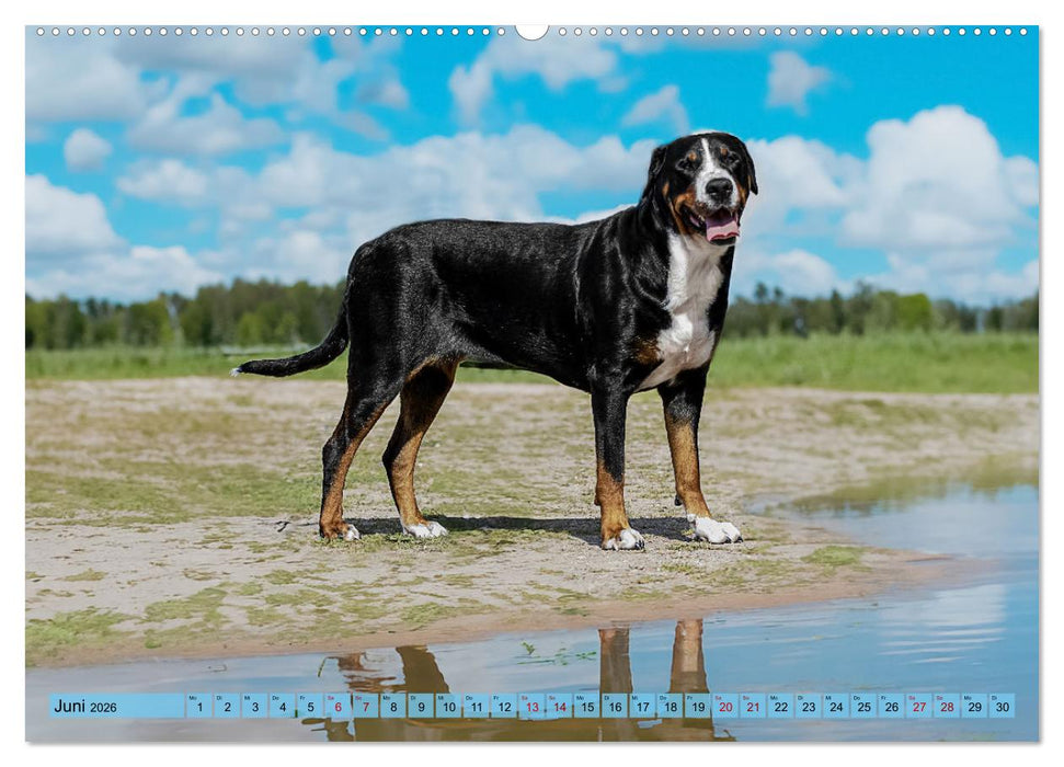 Große Schweizer - Gigantische Sennenhunde (CALVENDO Premium Wandkalender 2026)