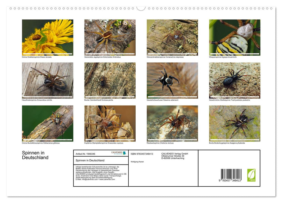 Spinnen in Deutschland (CALVENDO Premium Wandkalender 2026)