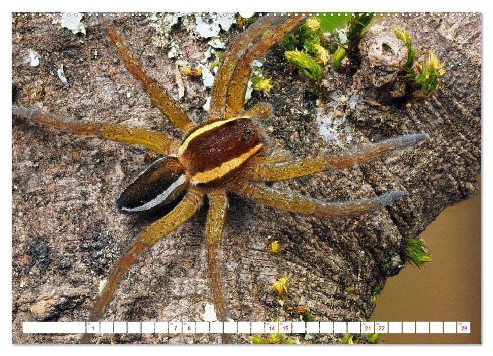Spinnen in Deutschland (CALVENDO Premium Wandkalender 2026)