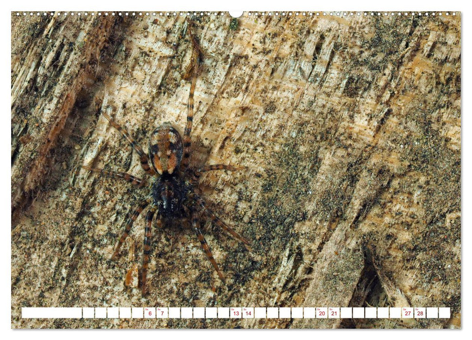 Spinnen in Deutschland (CALVENDO Premium Wandkalender 2026)