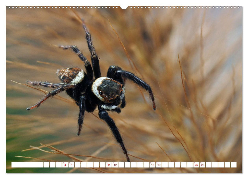 Spinnen in Deutschland (CALVENDO Premium Wandkalender 2026)