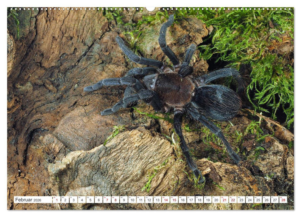 Haarige Gesellen (CALVENDO Premium Wandkalender 2026)