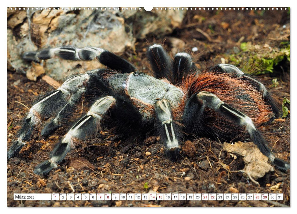 Haarige Gesellen (CALVENDO Premium Wandkalender 2026)
