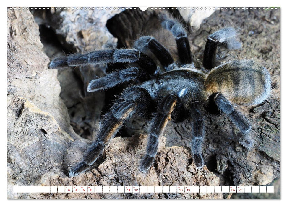 Haarige Gesellen (CALVENDO Premium Wandkalender 2026)