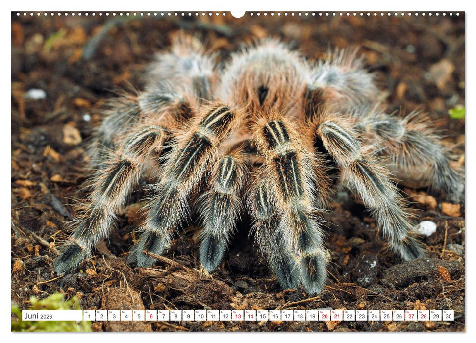 Haarige Gesellen (CALVENDO Premium Wandkalender 2026)