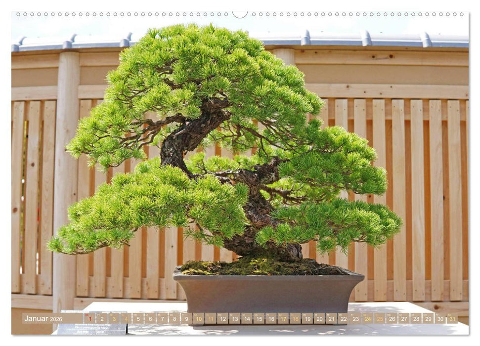 Gartenkunst aus Japan: Bonsai (CALVENDO Premium Wandkalender 2026)