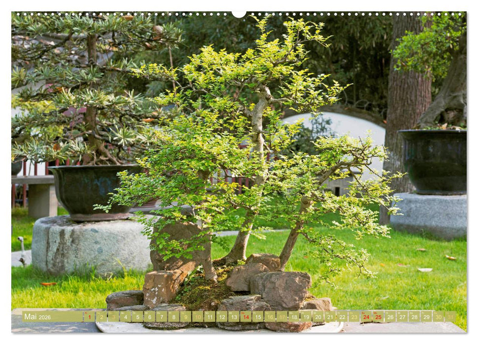 Gartenkunst aus Japan: Bonsai (CALVENDO Premium Wandkalender 2026)
