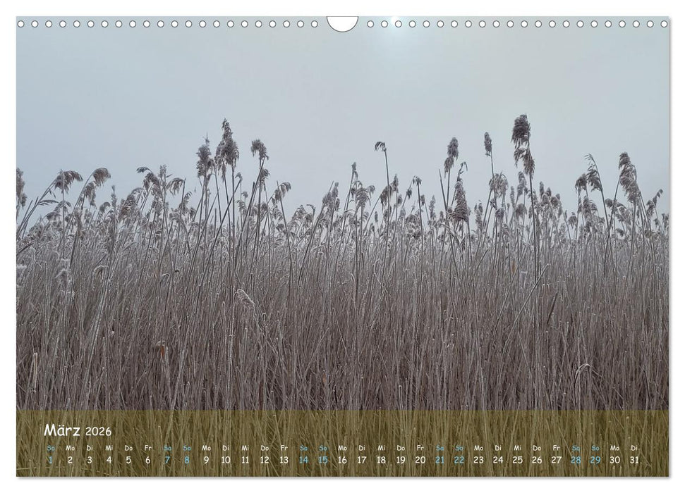 Moorträume - Naturschönheit in Bildern (CALVENDO Wandkalender 2026)