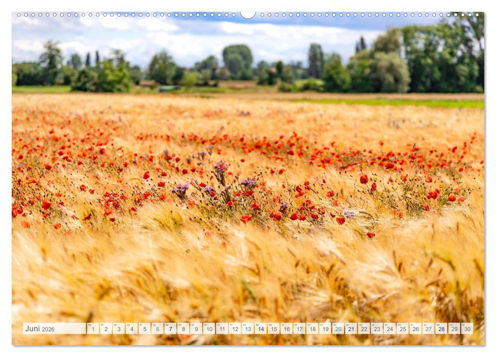 Bunter Pfälzerwald (CALVENDO Wandkalender 2026)