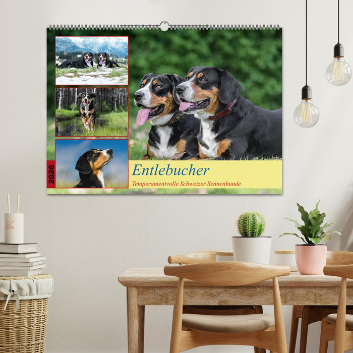 Entlebucher - Temperamentvolle Schweizer Sennenhunde (CALVENDO Wandkalender 2026)