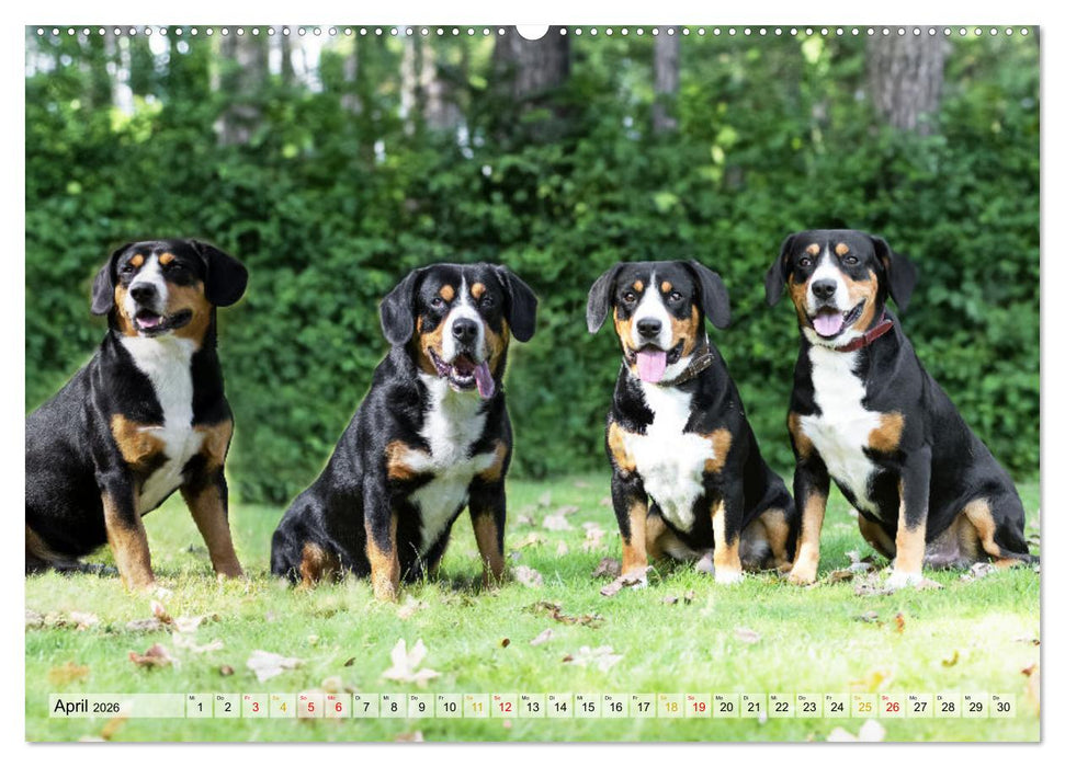 Entlebucher - Temperamentvolle Schweizer Sennenhunde (CALVENDO Wandkalender 2026)