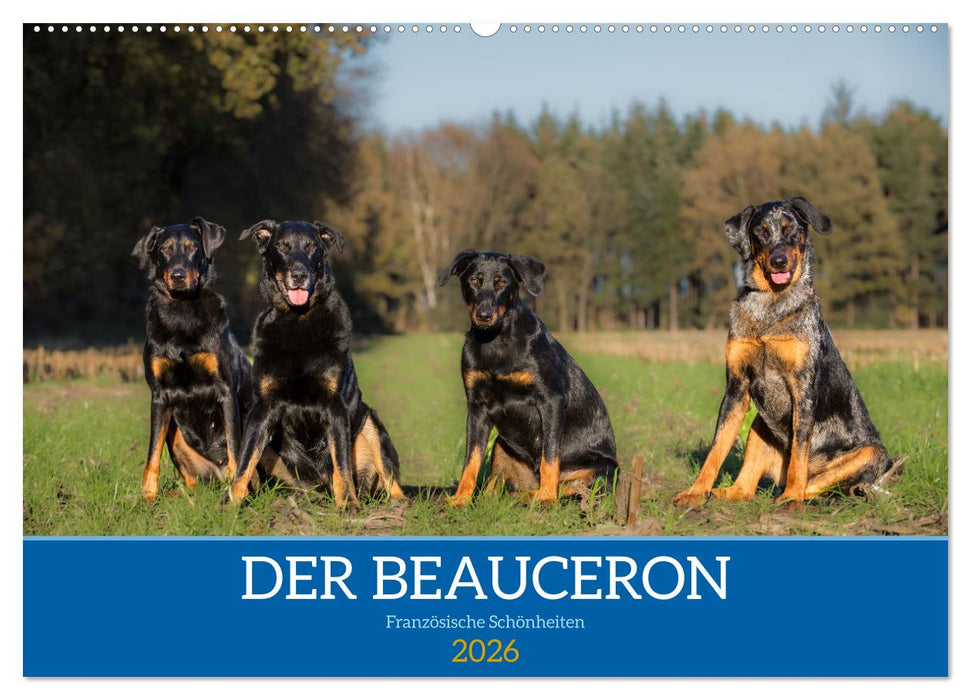 Der Beauceron (CALVENDO Wandkalender 2026)