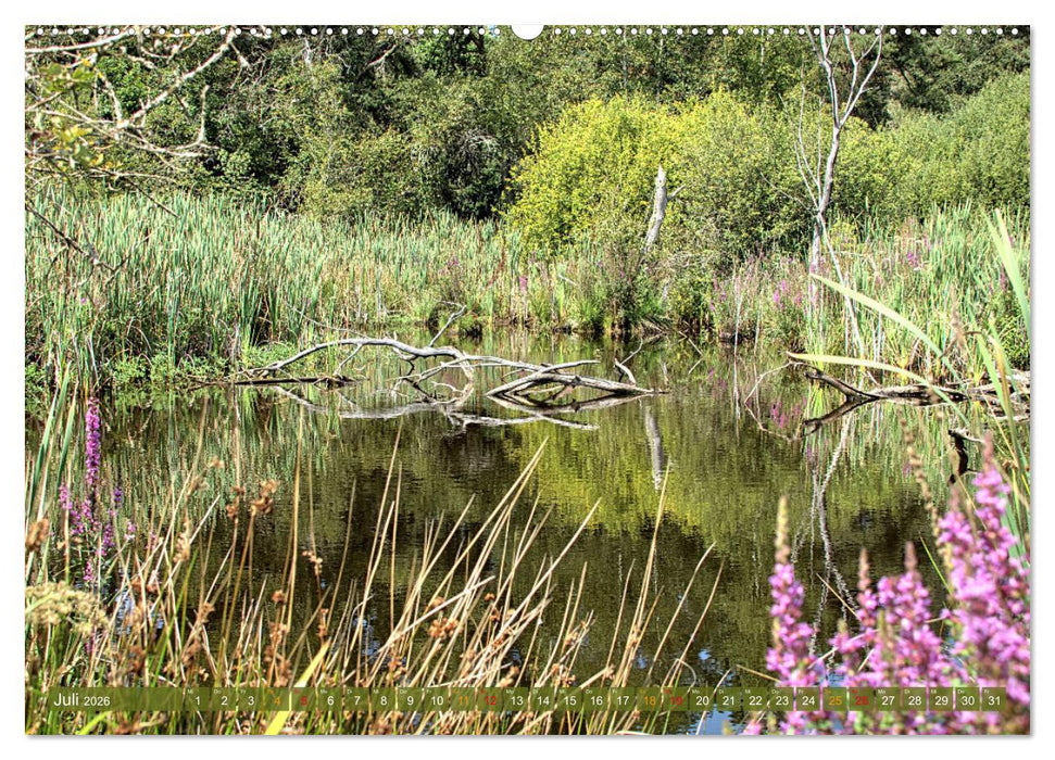 Das Regenmoor auf der Baar (CALVENDO Premium Wandkalender 2026)
