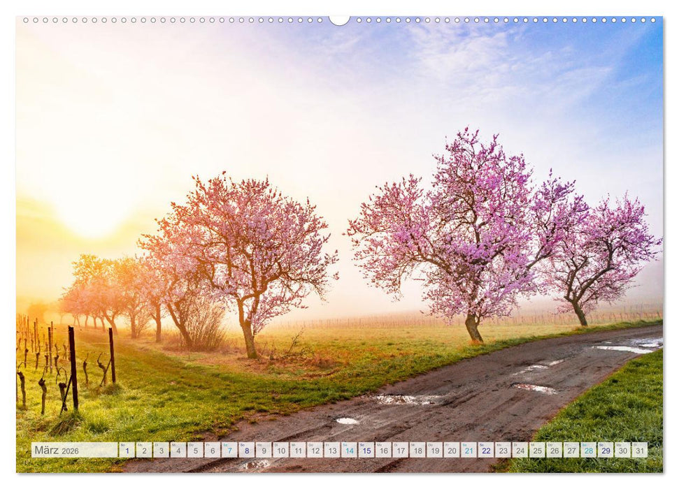 Bunter Pfälzerwald (CALVENDO Premium Wandkalender 2026)