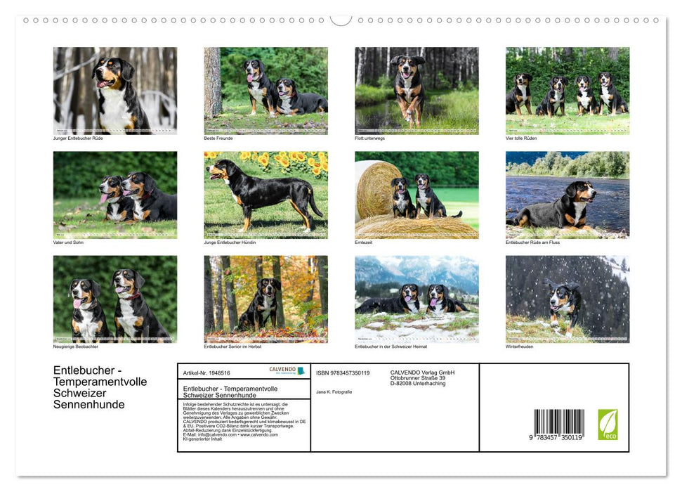 Entlebucher - Temperamentvolle Schweizer Sennenhunde (CALVENDO Premium Wandkalender 2026)