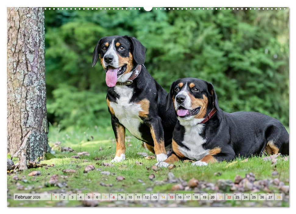 Entlebucher - Temperamentvolle Schweizer Sennenhunde (CALVENDO Premium Wandkalender 2026)