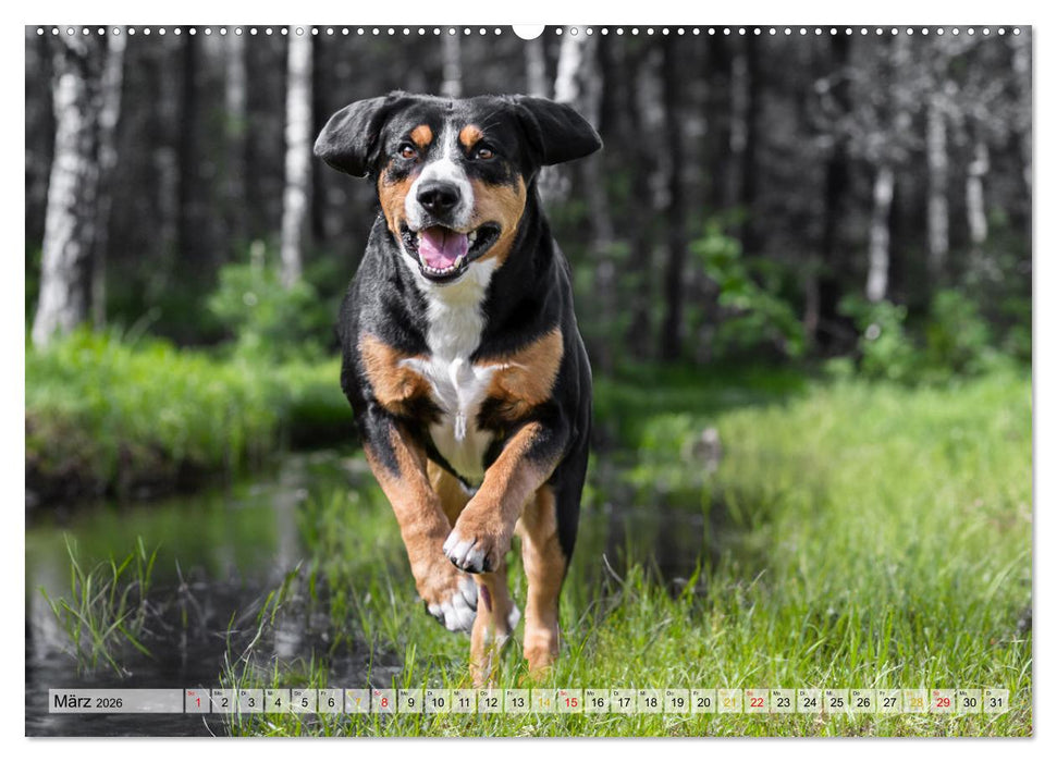 Entlebucher - Temperamentvolle Schweizer Sennenhunde (CALVENDO Premium Wandkalender 2026)