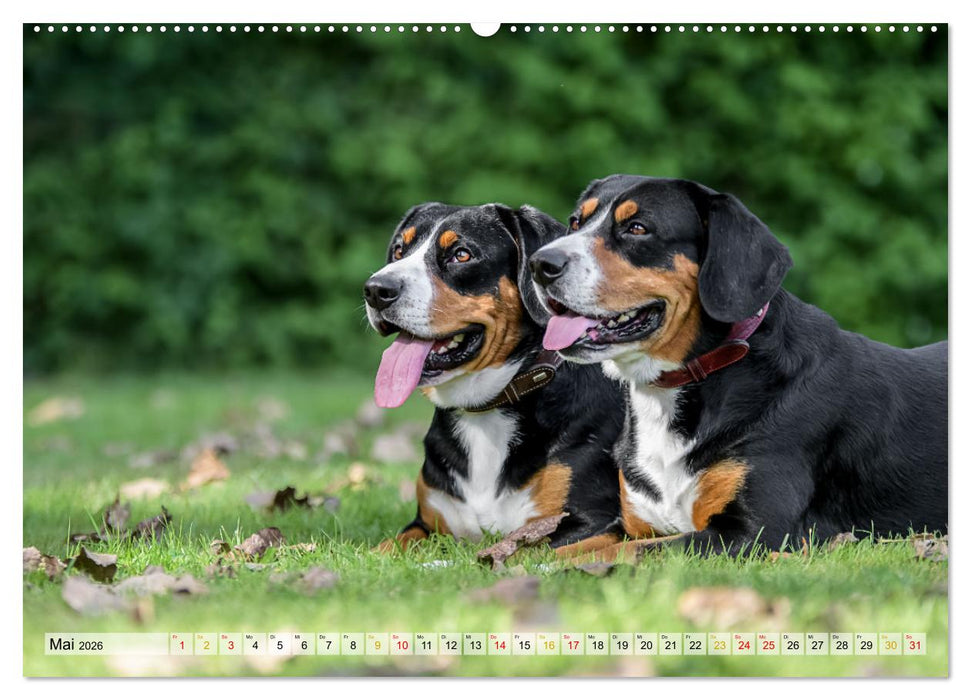 Entlebucher - Temperamentvolle Schweizer Sennenhunde (CALVENDO Premium Wandkalender 2026)
