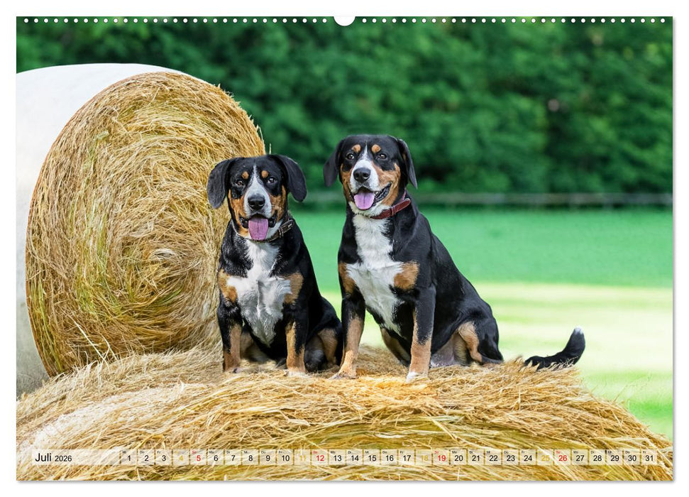 Entlebucher - Temperamentvolle Schweizer Sennenhunde (CALVENDO Premium Wandkalender 2026)