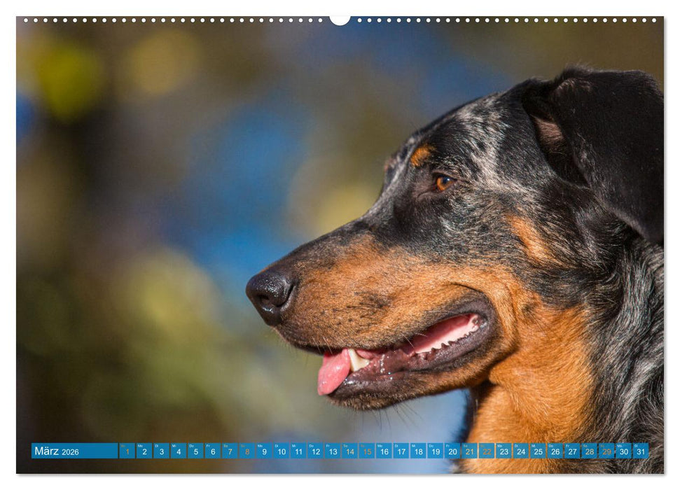 Der Beauceron (CALVENDO Premium Wandkalender 2026)