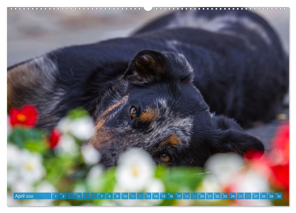 Der Beauceron (CALVENDO Premium Wandkalender 2026)
