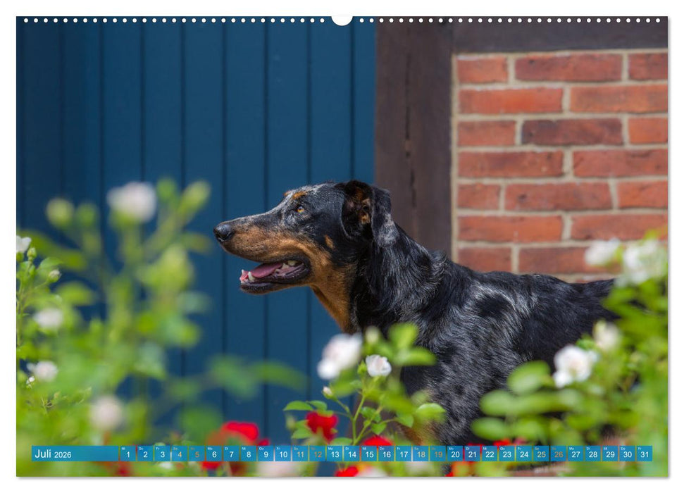 Der Beauceron (CALVENDO Premium Wandkalender 2026)