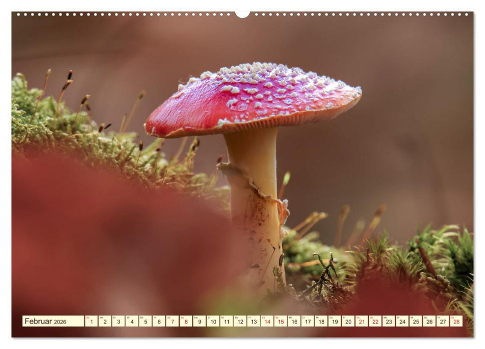 Die Welt der Fliegenpilze (CALVENDO Wandkalender 2026)