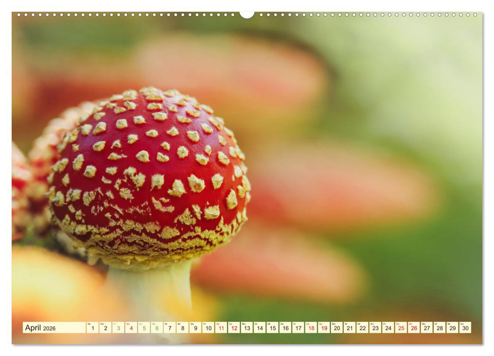 Die Welt der Fliegenpilze (CALVENDO Wandkalender 2026)