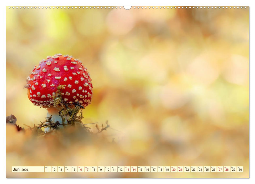 Die Welt der Fliegenpilze (CALVENDO Wandkalender 2026)