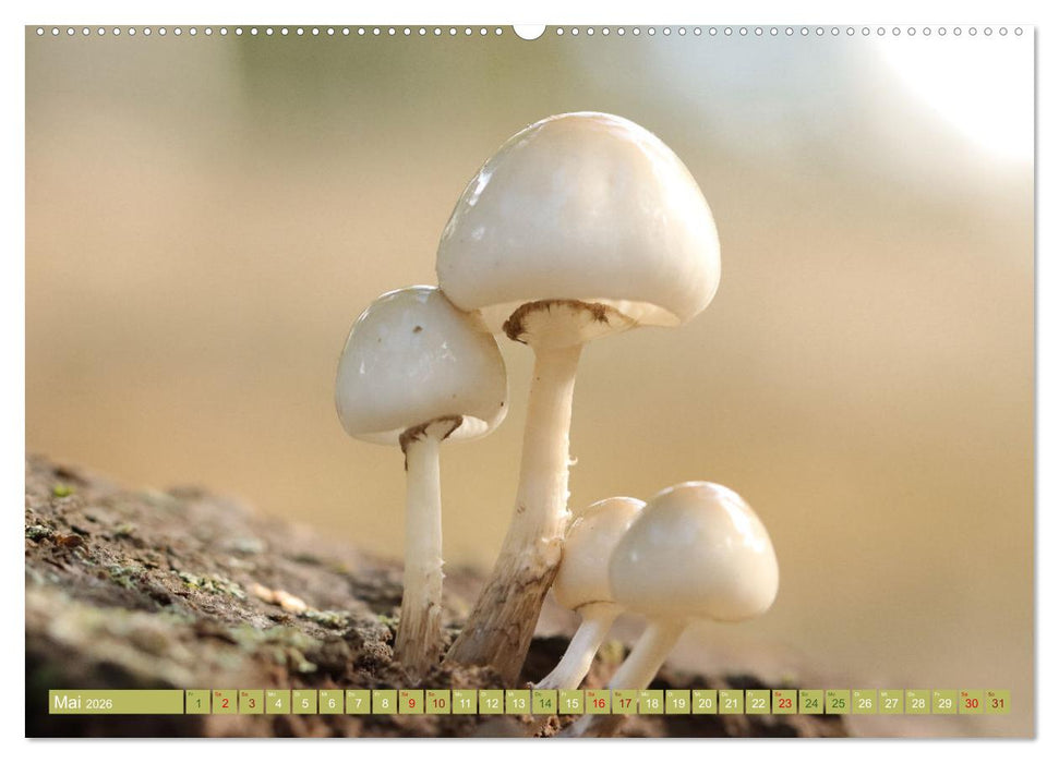 Wundersame Pilzwelten (CALVENDO Wandkalender 2026)