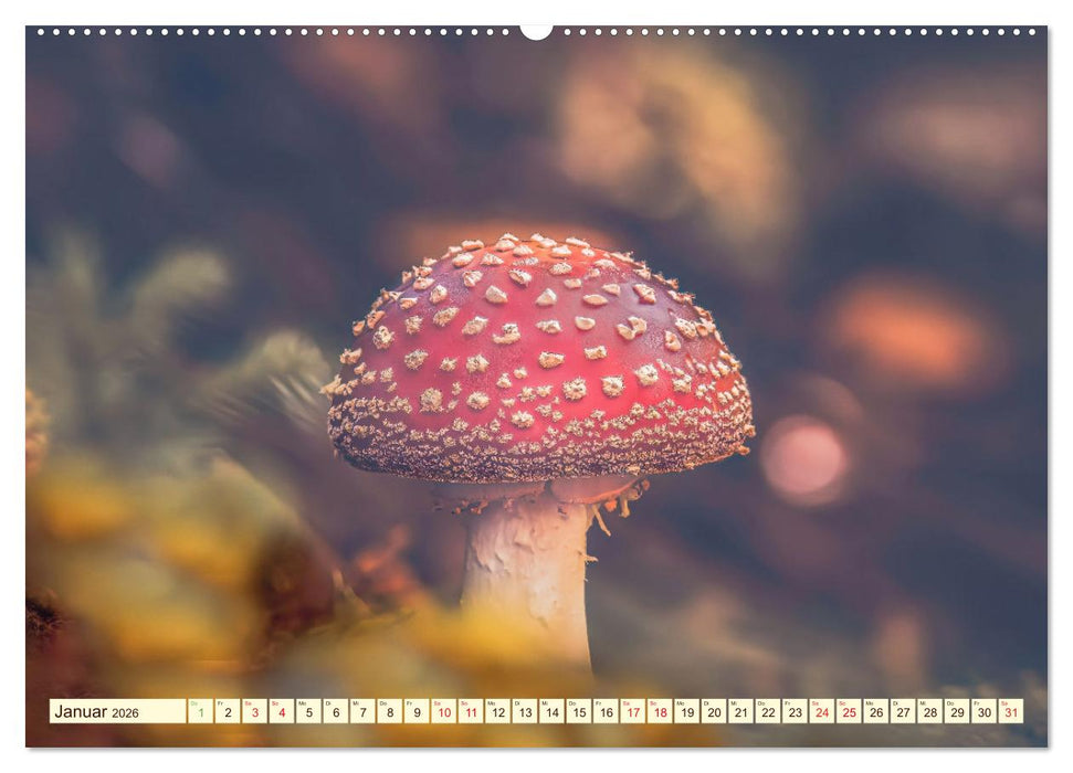 Die Welt der Fliegenpilze (CALVENDO Premium Wandkalender 2026)