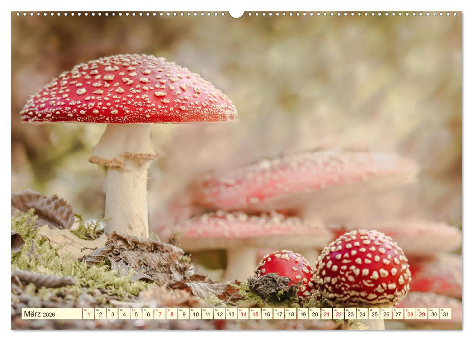 Die Welt der Fliegenpilze (CALVENDO Premium Wandkalender 2026)