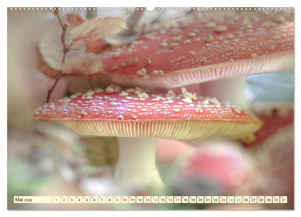 Die Welt der Fliegenpilze (CALVENDO Premium Wandkalender 2026)