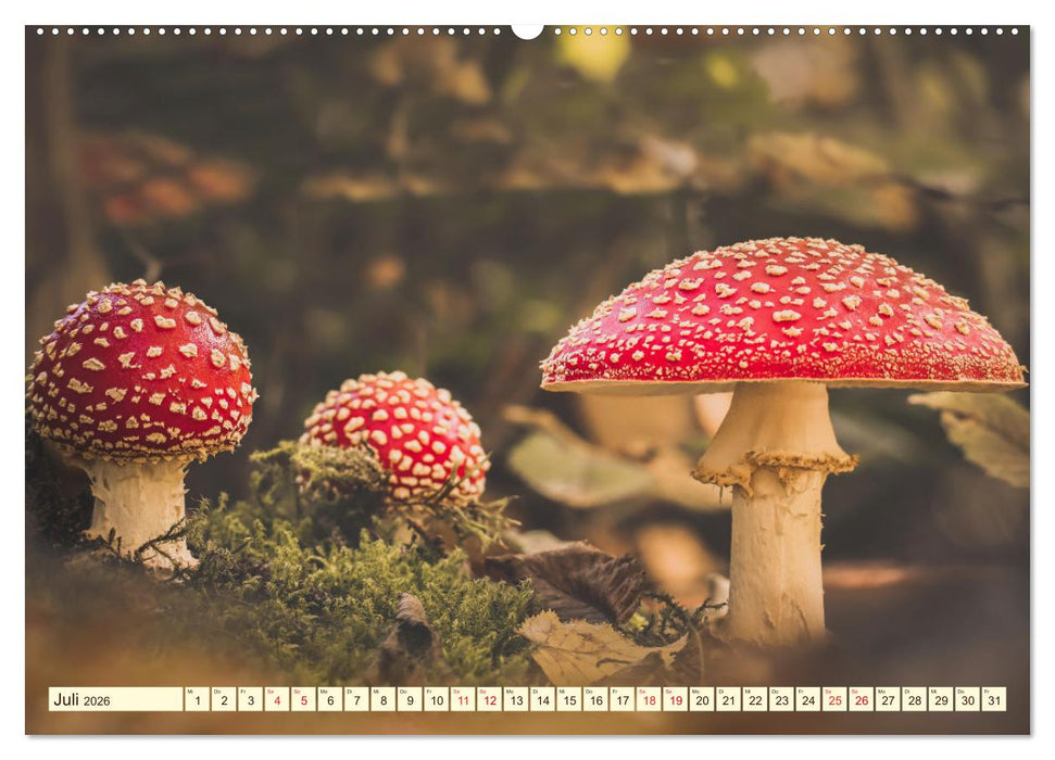 Die Welt der Fliegenpilze (CALVENDO Premium Wandkalender 2026)