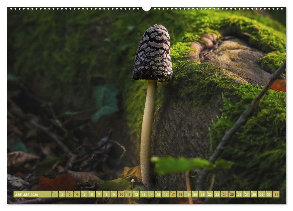 Wundersame Pilzwelten (CALVENDO Premium Wandkalender 2026)