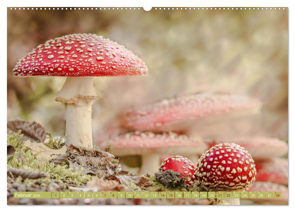 Wundersame Pilzwelten (CALVENDO Premium Wandkalender 2026)
