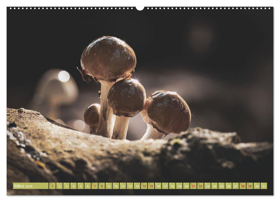 Wundersame Pilzwelten (CALVENDO Premium Wandkalender 2026)