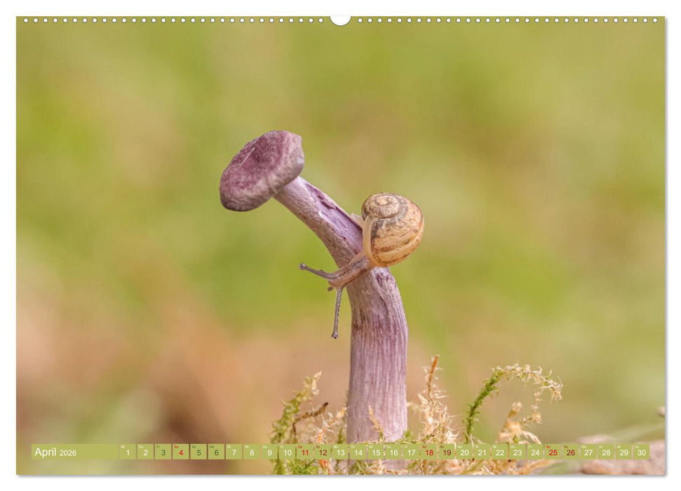 Wundersame Pilzwelten (CALVENDO Premium Wandkalender 2026)