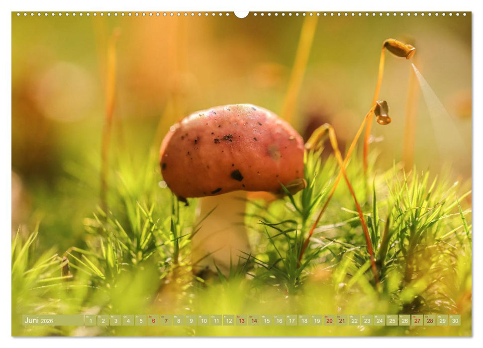 Wundersame Pilzwelten (CALVENDO Premium Wandkalender 2026)