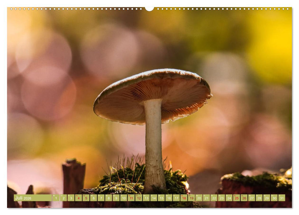 Wundersame Pilzwelten (CALVENDO Premium Wandkalender 2026)