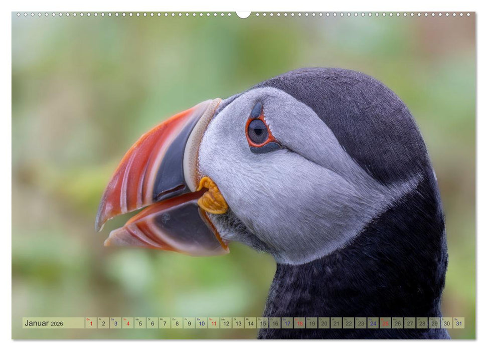 Papageientaucher - Farbenfrohe Flieger der Natur (CALVENDO Wandkalender 2026)