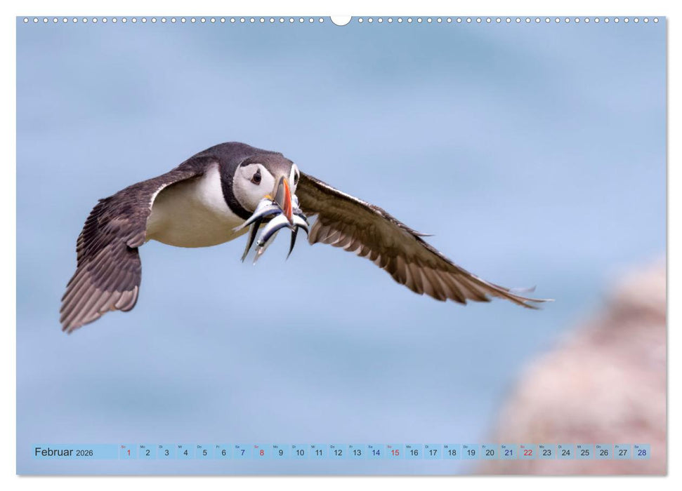 Papageientaucher - Farbenfrohe Flieger der Natur (CALVENDO Wandkalender 2026)