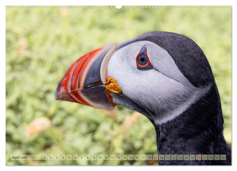 Papageientaucher - Farbenfrohe Flieger der Natur (CALVENDO Wandkalender 2026)
