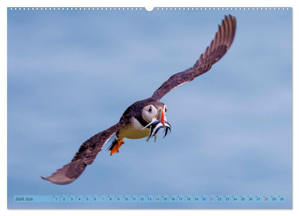 Papageientaucher - Farbenfrohe Flieger der Natur (CALVENDO Wandkalender 2026)
