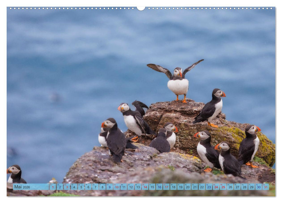 Papageientaucher - Farbenfrohe Flieger der Natur (CALVENDO Premium Wandkalender 2026)