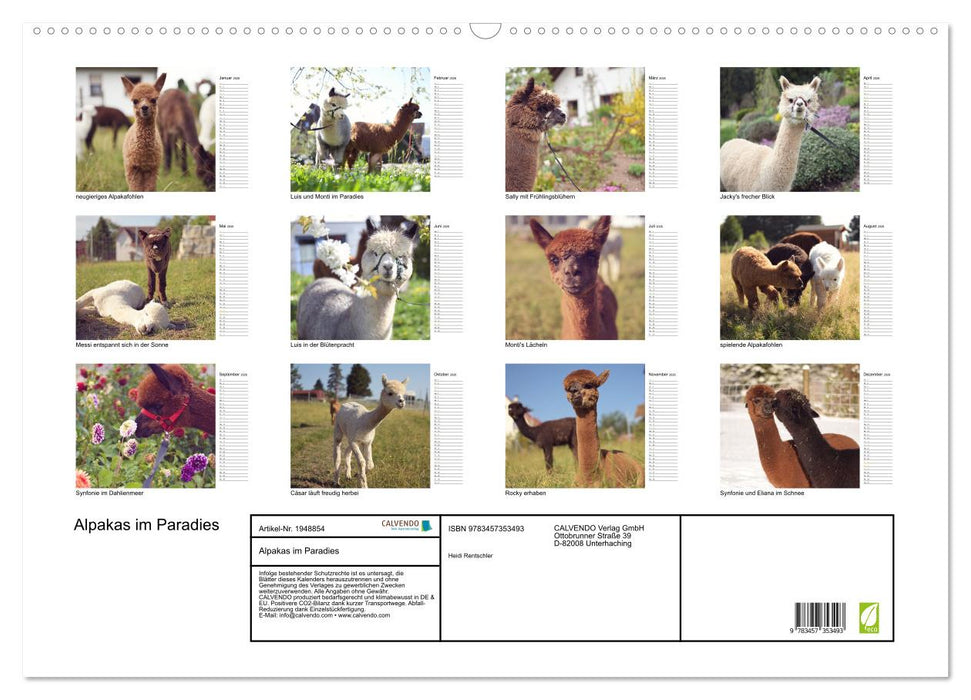 Alpakas im Paradies (CALVENDO Wandkalender 2026)