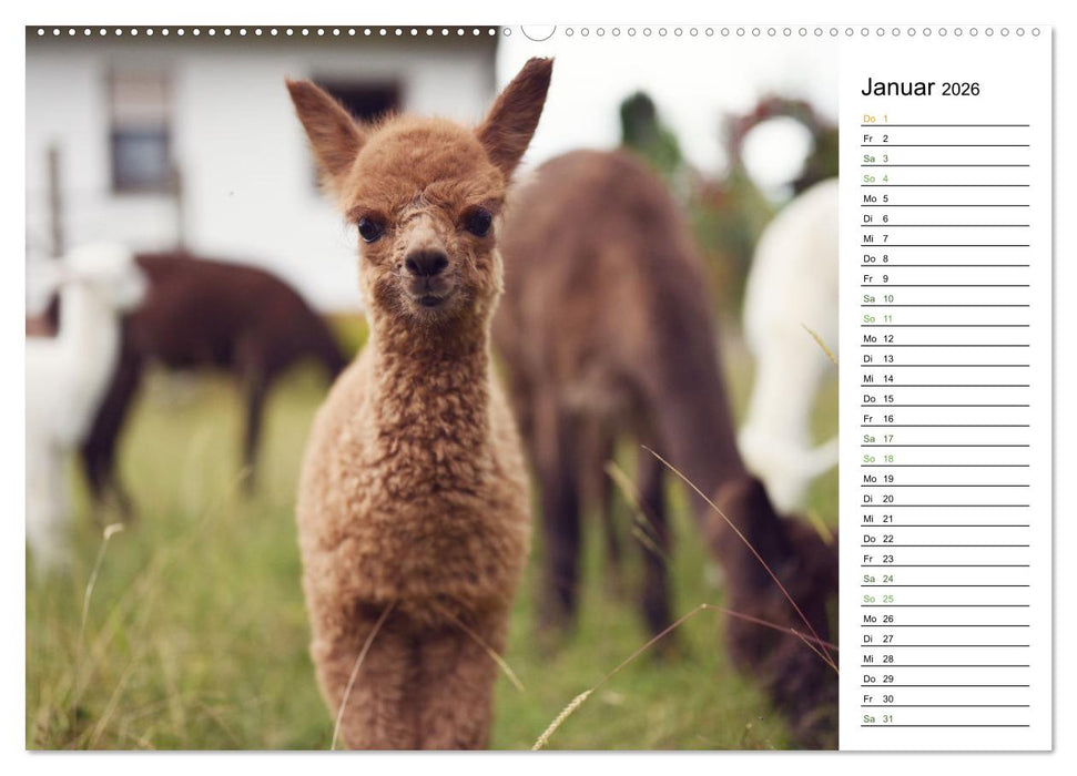 Alpakas im Paradies (CALVENDO Wandkalender 2026)