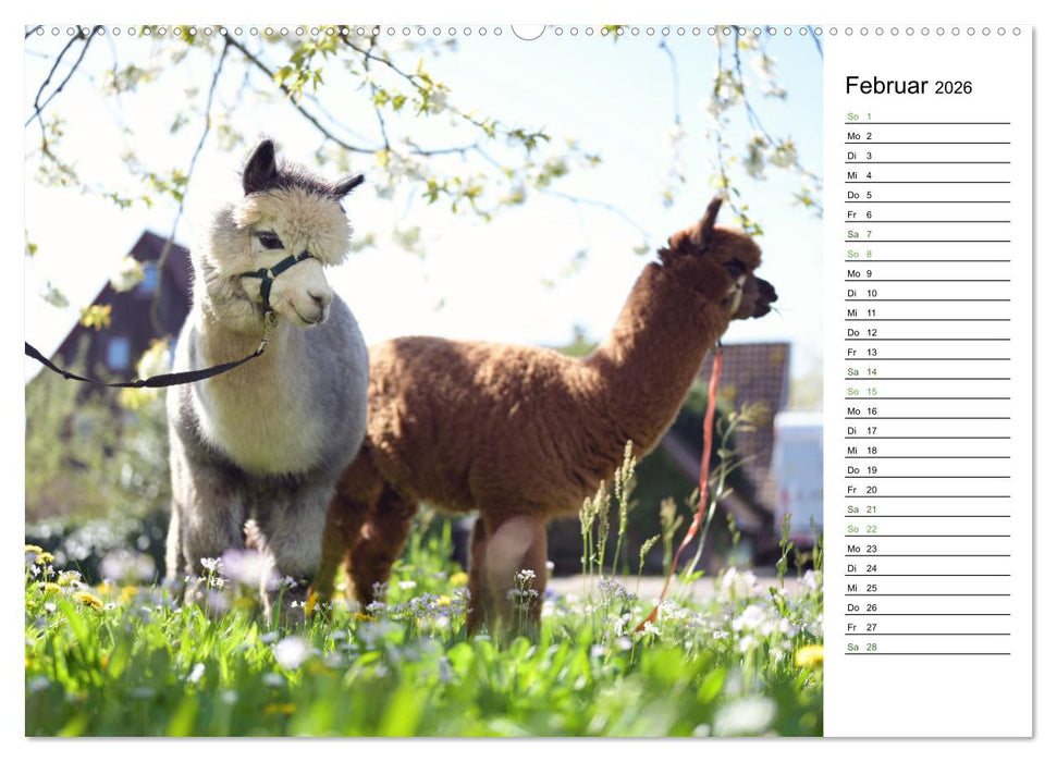 Alpakas im Paradies (CALVENDO Wandkalender 2026)