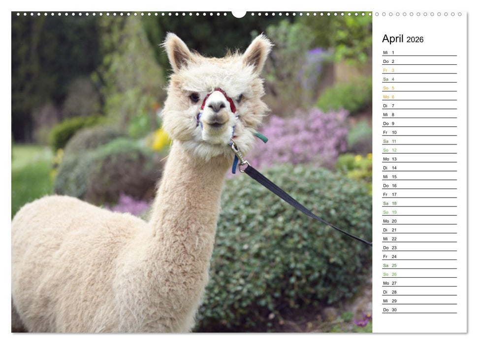 Alpakas im Paradies (CALVENDO Wandkalender 2026)